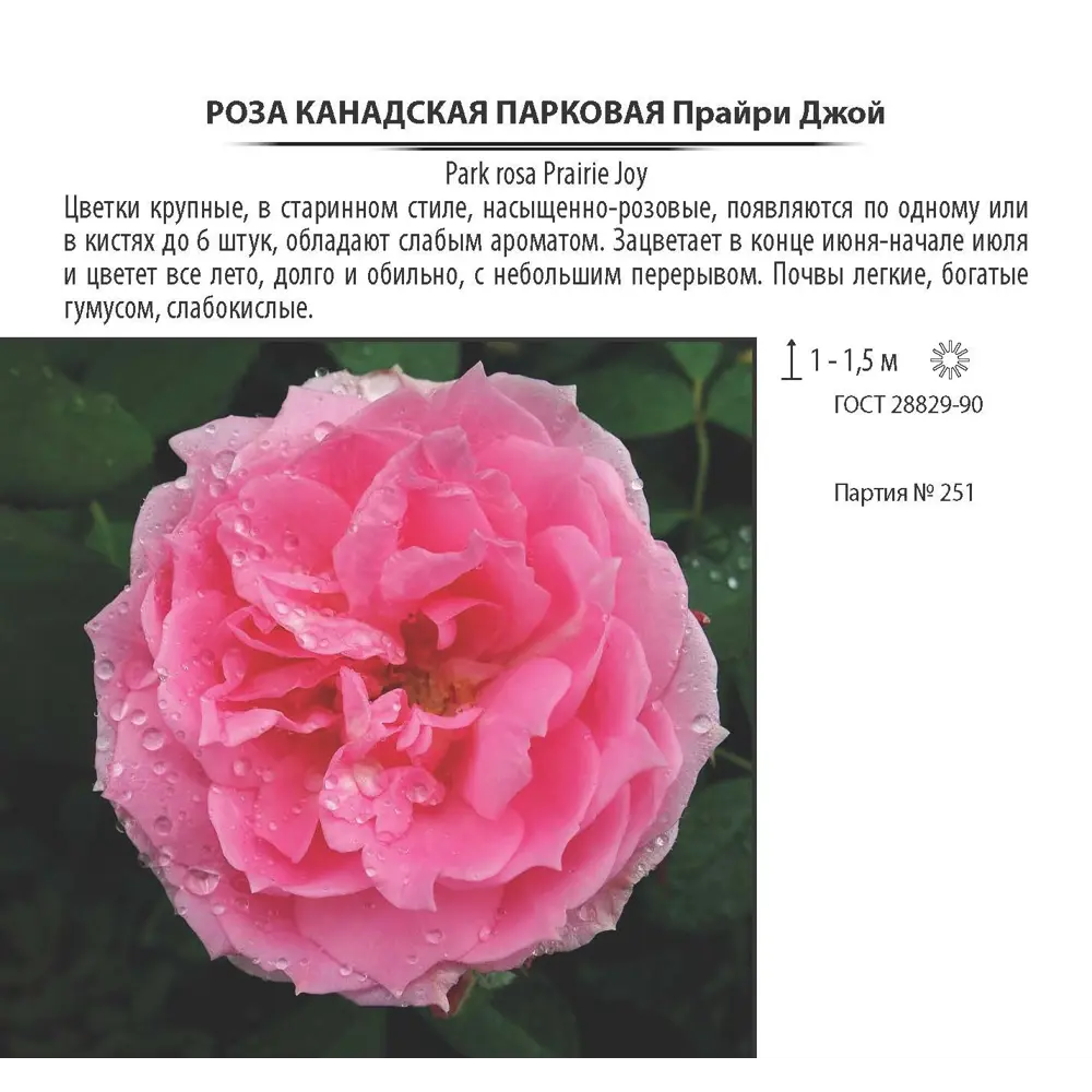 Роза парковая канадская «Прайри Джой», 3.5 л 18475223 STLM-2057953 Santreyd  - Вид №3