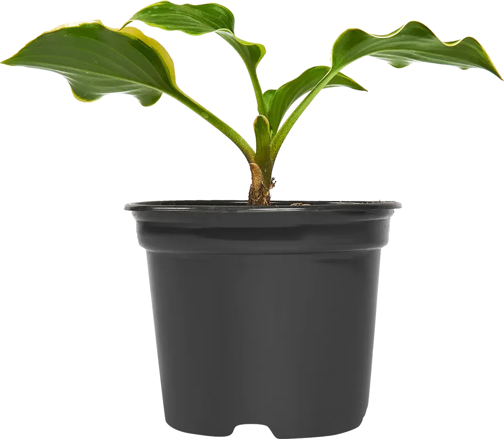 Santreyd Хоста микс — декоративный многолетник для тенистого сада 86330846