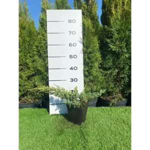 Можжевельник Холгер Santreyd — декоративный хвойный кустарник для ландшафтного дизайна 89355405