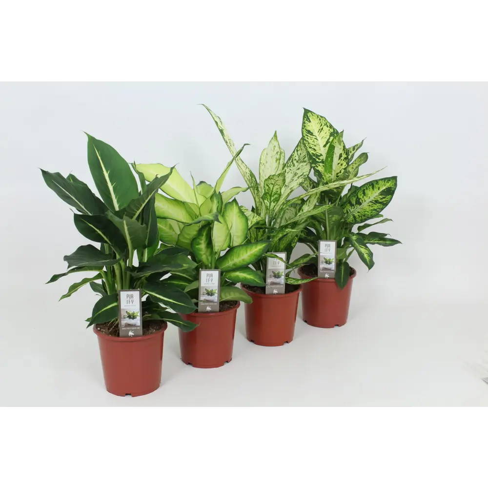 Диффенбахия Люкс микс ø17 h60 см - комнатное растение для озеленения интерьера 89400442 Santreyd STLM-1352875