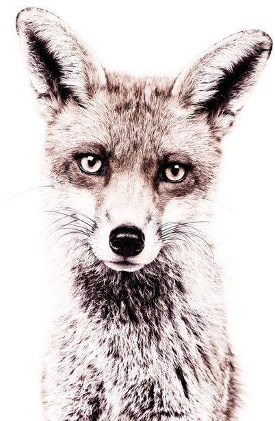 Groovy Magnets Магнитные обои Animal Mbp-62-f - Вид №1