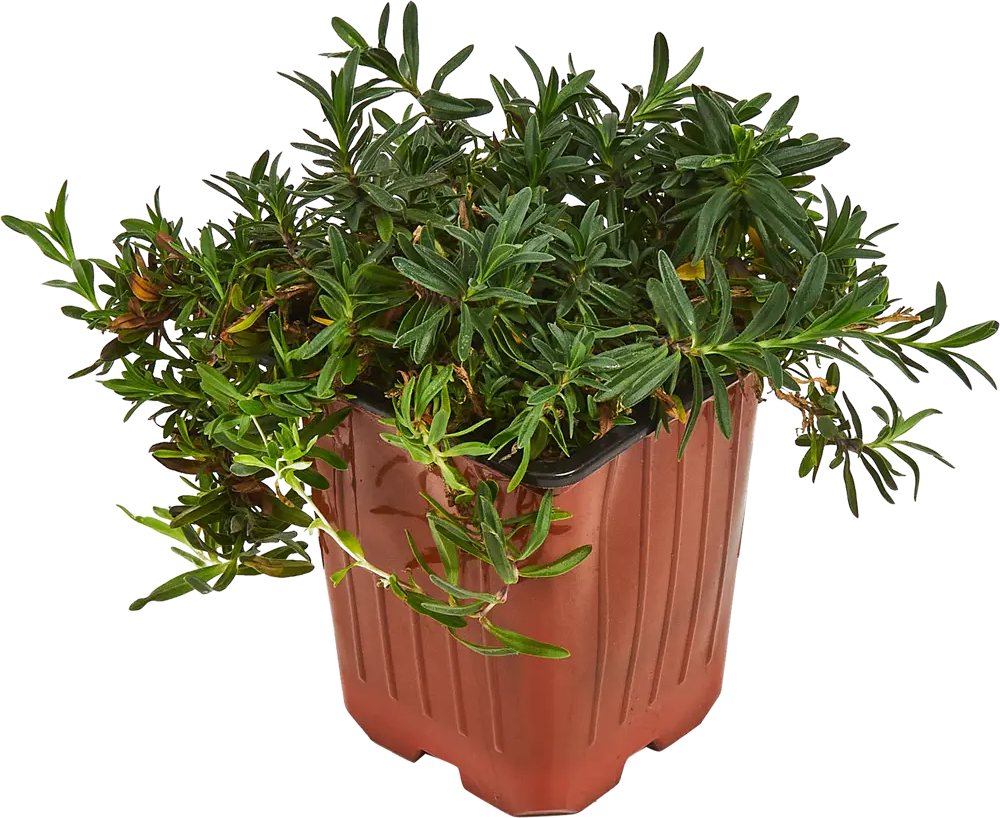 Гвоздика травянка Santreyd — многолетний цветущий декор для сада 84845137