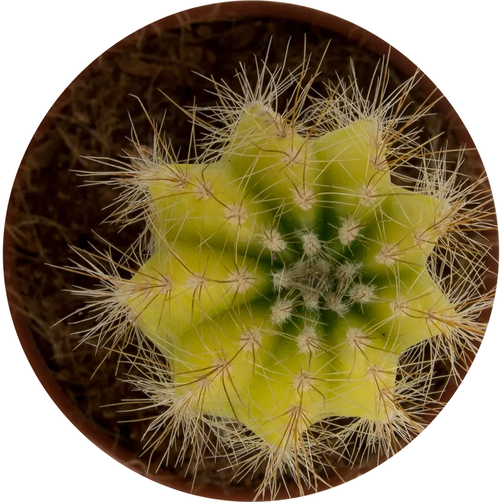 Santreyd Гимнокалициум микс - декоративный кактус с изящным цветением 14750363 STLM-0005089 - Вид №1