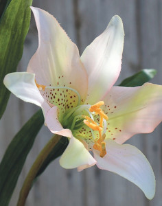 3237 705 a3 Искусственная японская лилия, 2 цветка, 1 бутон, 88 см, real touch, бело-розовая H-andreas