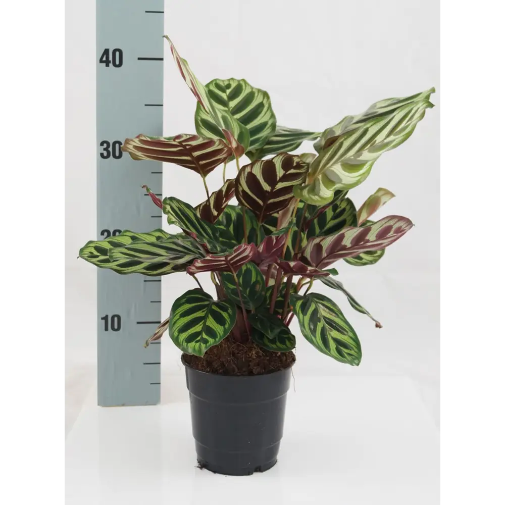 Калатея Макояна Santreyd ø12 h35 см - молитвенное растение с узорчатыми листьями 89400400 STLM-1378559