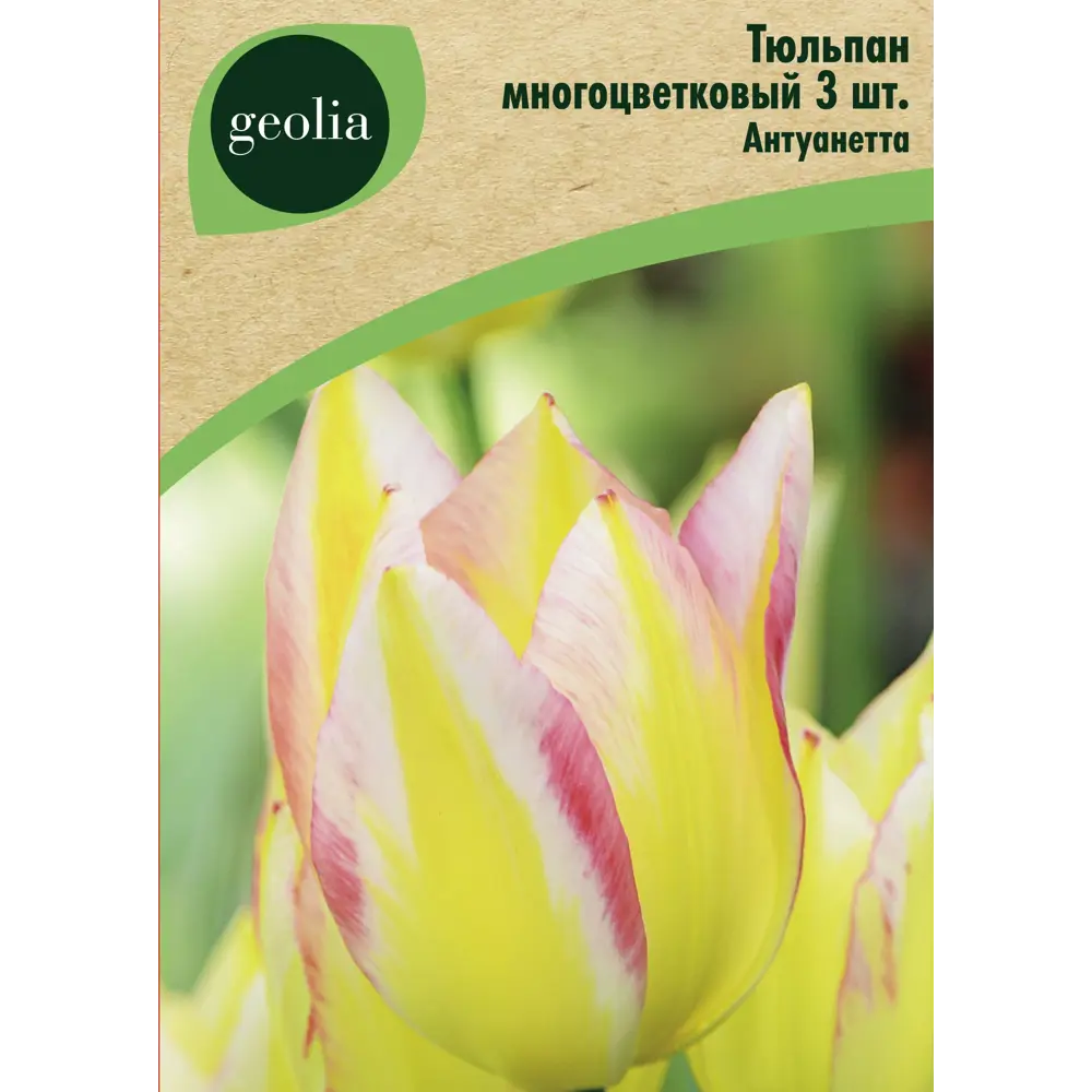 Тюльпан многоцветковый Антуанетта 3 шт GEOLIA STLM-2030594
