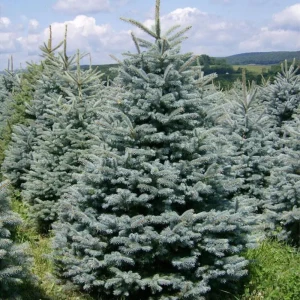 Ель колючая Глаука ø15 h40 см 84876361 STLM-2052633