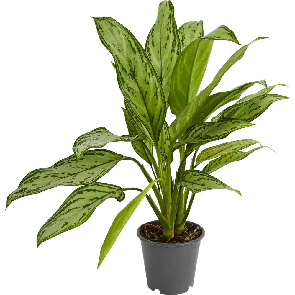 Santreyd Аглаонема Росток - комнатное растение с малиновым кантом 84587061 STLM-0052402 - Вид №1