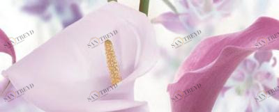 Dec Sano Panno A 20х50 Ceradim sun-id-311884