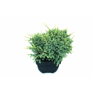 Можжевельник Холгер колоновидный ø17 см 89439884