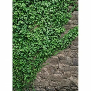 4-324-Ivy Фотообои Komar Vol.15 2.54х1.84 м