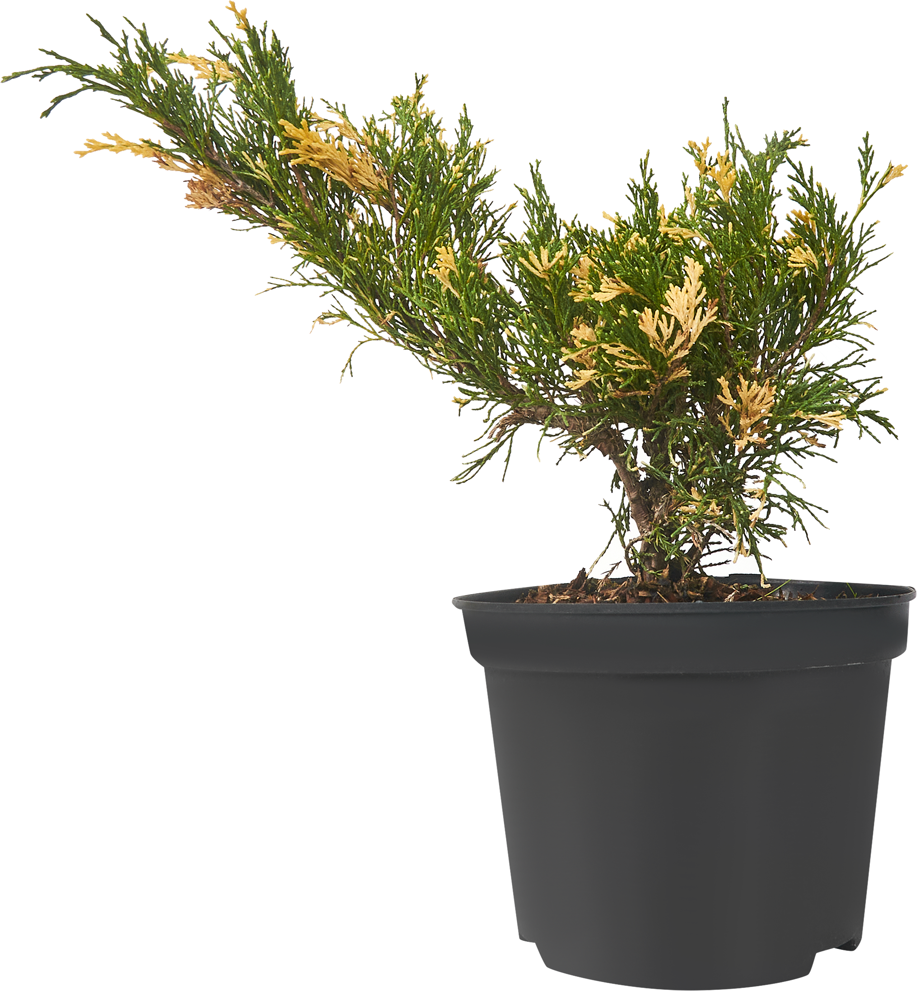 Можжевельник виргинский Santreyd - саженец для ландшафтного дизайна 84429215 STLM-0049929