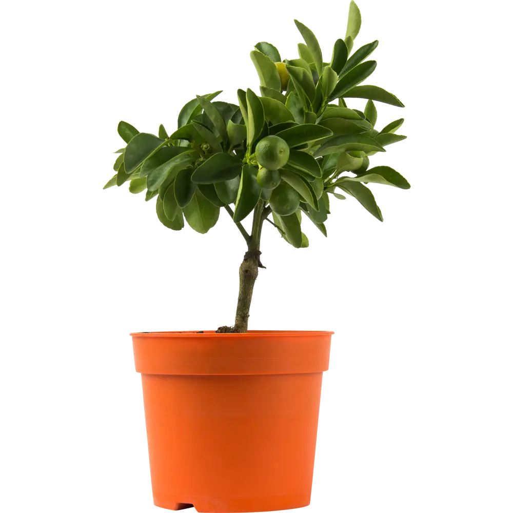 Santreyd Цитрус микс - декоративное цитрусовое растение для интерьера 82578901 STLM-0030469 - Вид №2