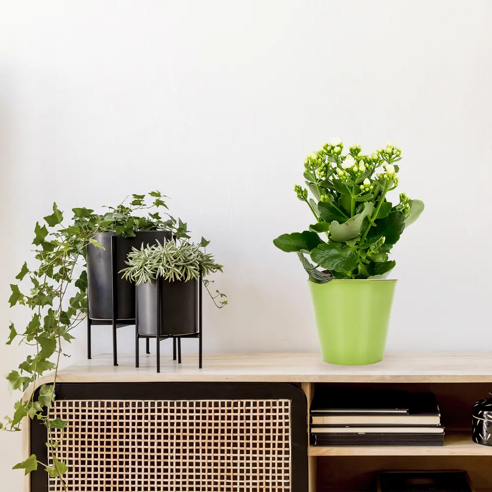 Santreyd Каландива - цветущий суккулент с розовидными соцветиями 17699111 STLM-0008494 - Вид №4