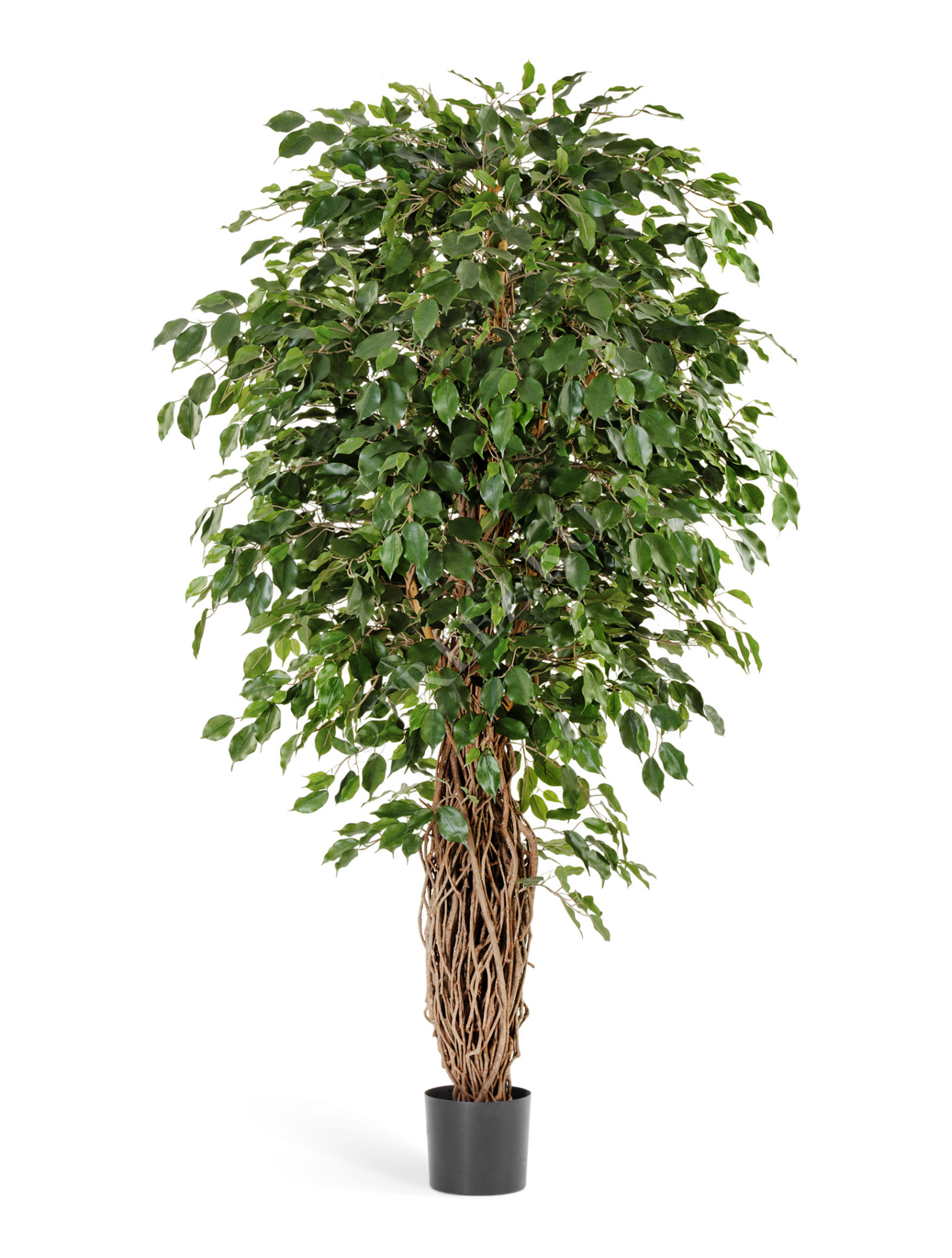 10.30804N Фикус Бенджамина Лиана Де Люкс Цветочная коллекция 