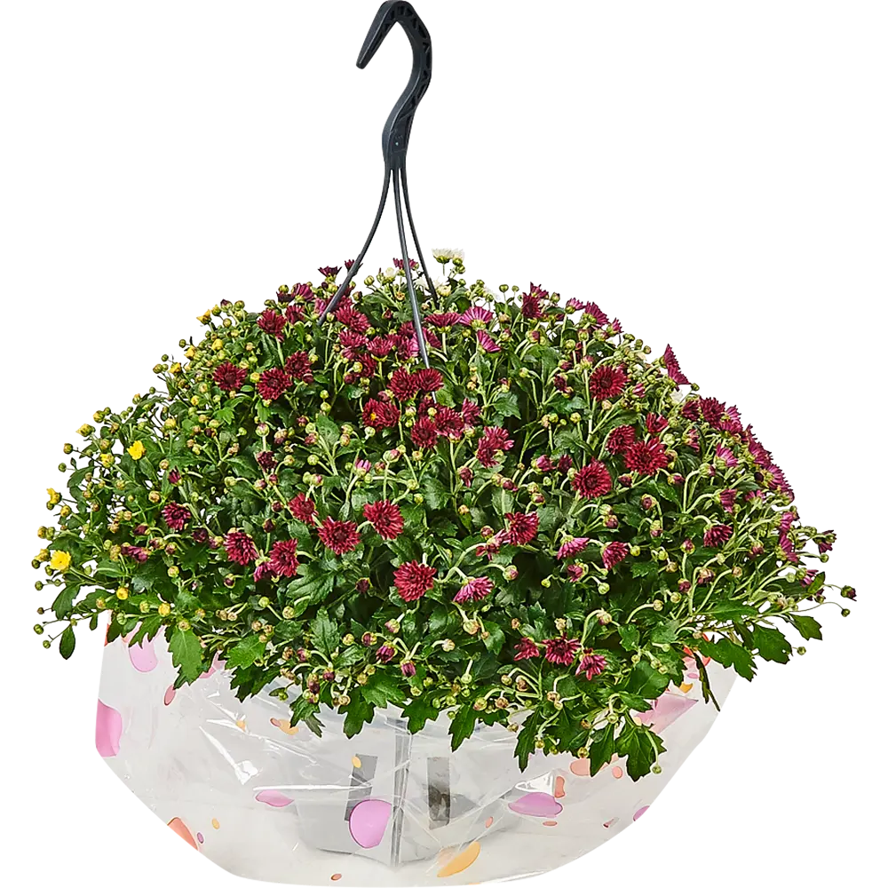 Хризантема Микс махровых сортов 12x25 см 82548596 STLM-2197636 Santreyd 