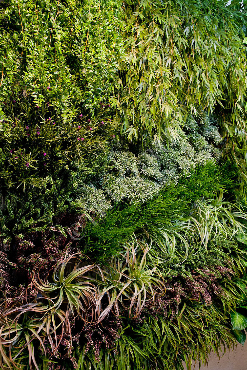 20.1415S Бамбук ампельный Цветочная коллекция  - Вид №4