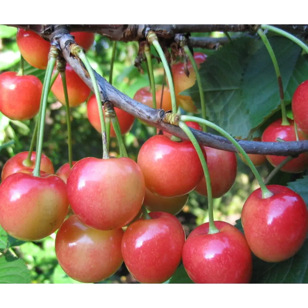 Черешня Ранняя Розовая ø20 h140 см 85608211 STLM-2169158 Santreyd 