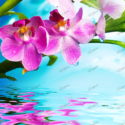 B1-096 Фотообои DIVINO Collection B 2.7х2 м B1096