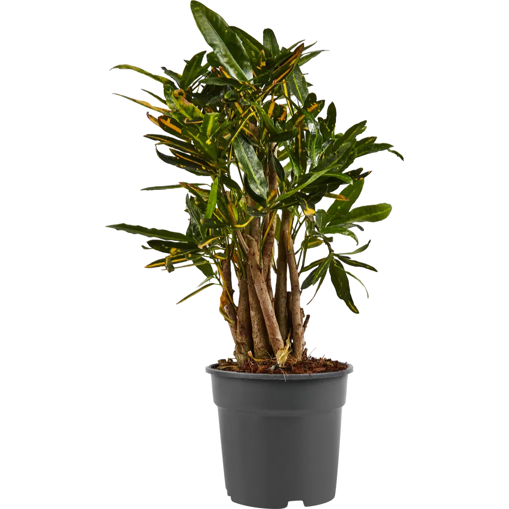 Santreyd Кодиеум Солнечная звезда — яркий акцент для интерьера 87819666 STLM-0961998