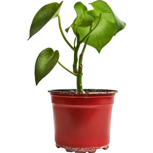 Santreyd Пеперомия Рейндроп - комнатное растение с глянцевыми листьями 89296604