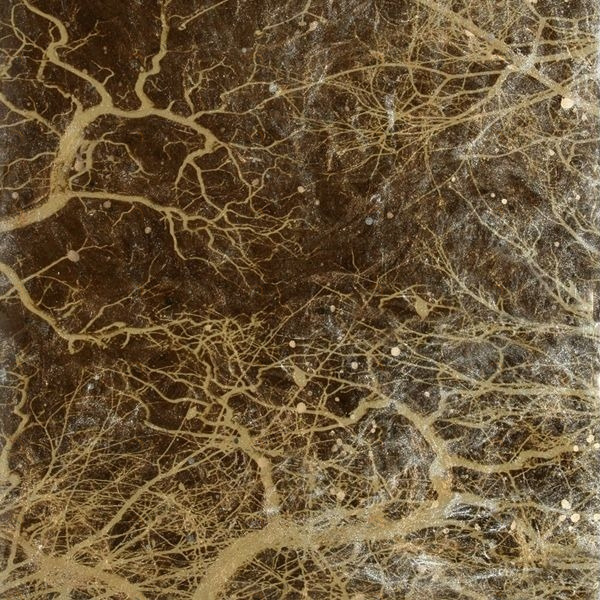 Арт-панель на холсте Alex Turco Organic Light Limbs LIGHTLIMBS