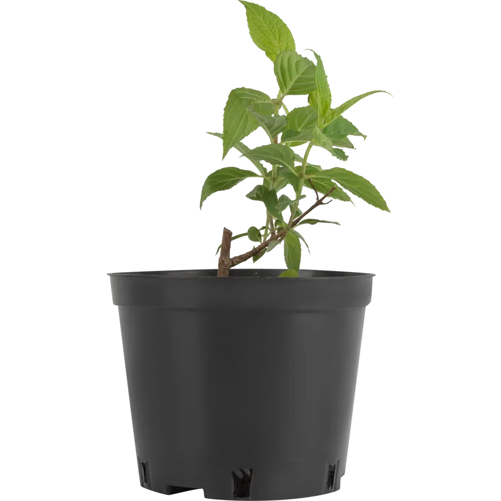 Гортензия метельчатая Фантом ø15 h35 см PLANTMARKET STLM-2157233 - Вид №2