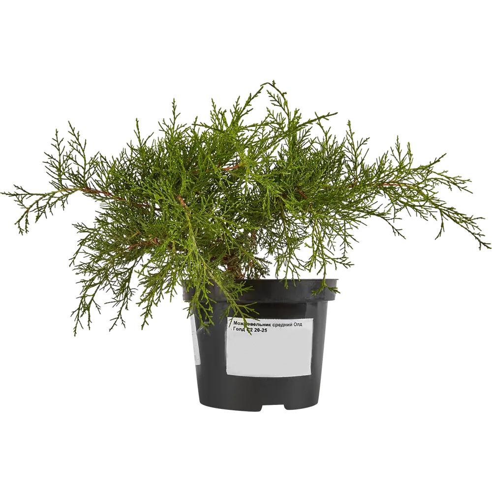 Santreyd Можжевельник Олд Голд - золотистый акцент для сада 81969339 STLM-0965407 - Вид №1