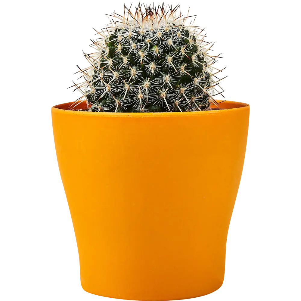 Santreyd: Декоративный кактус для современного интерьера 89296621 STLM-0823759 - Вид №6