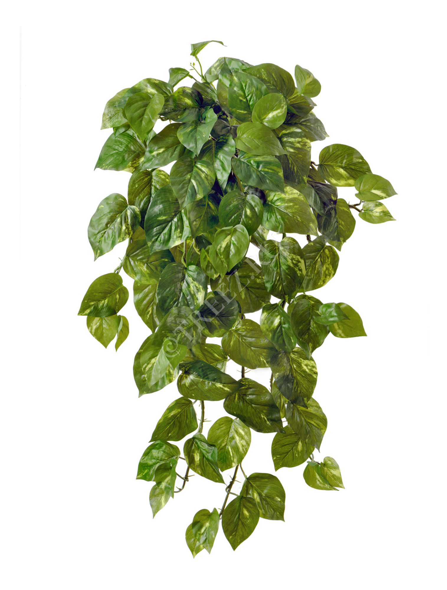 20.1380L Потос крупнолистный ампельный большой Цветочная коллекция 