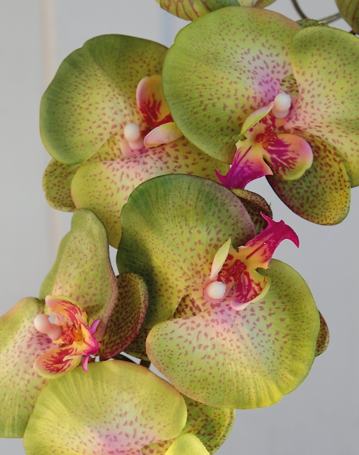 2581 805 a3 Искусственная орхидея Phalaenopsis, 103 см, real touch, зелено-роза H-andreas  - Вид №5