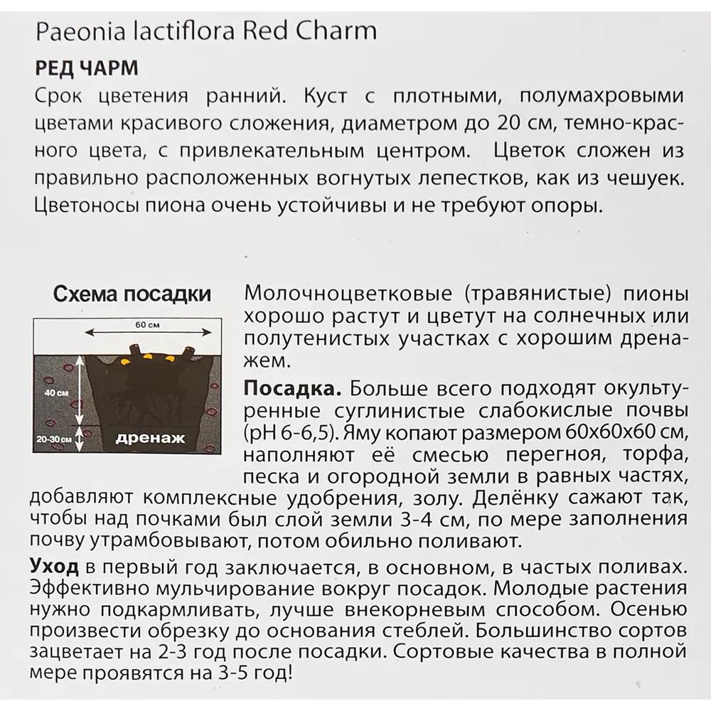 Пион молочноцветковый травянистый Ред Чарм 85205659 STLM-2149045 ПОИСК  - Вид №2
