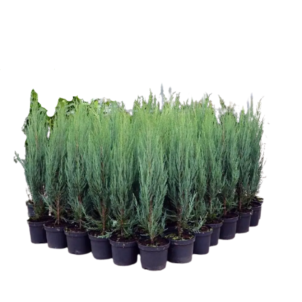 Можжевельник скальный Скайрокет ø15 h85 см 84834052 STLM-2174278 PLANTMARKET 