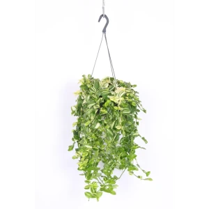 Santreyd Традесканция Еллоу Хилл — пестролистная красота для интерьера 89394861