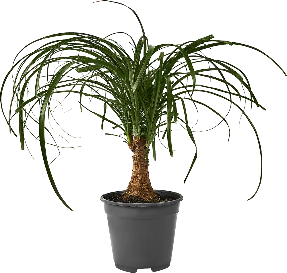 Santreyd Нолина 'Конский хвост' - комнатное растение с раскидистыми листьями 87959837