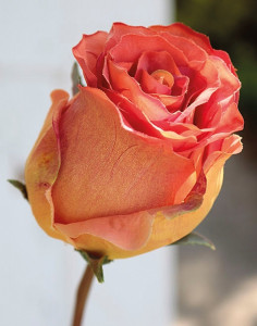 3256 553 a3 Шелковая роза Duchesse, 85 см, абрикос H-andreas