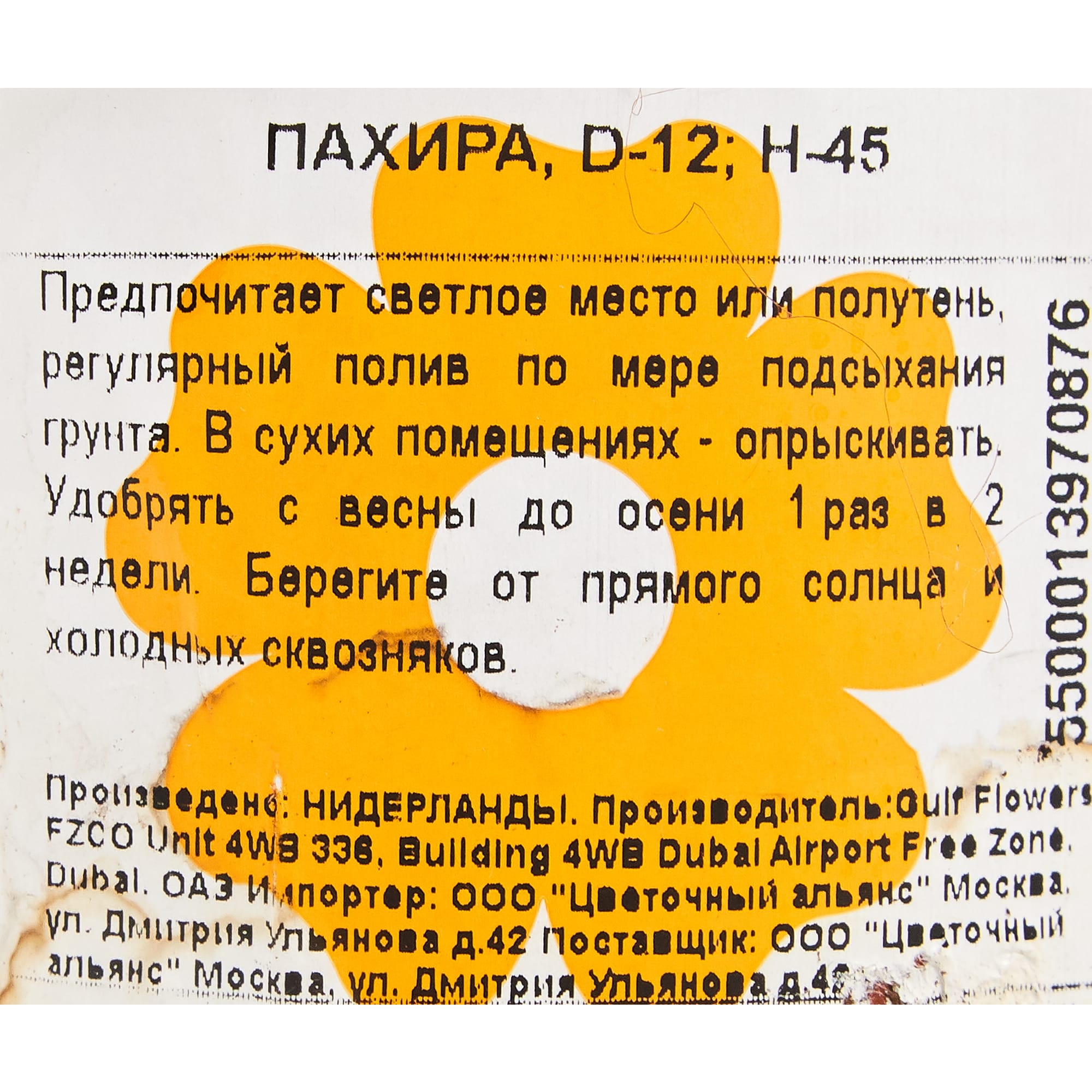 82850371 Пахира 12х45 см Santreyd  - Вид №2