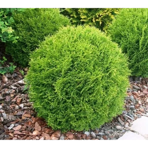 Туя западная Тини Тим ø40 h30 - 40 см