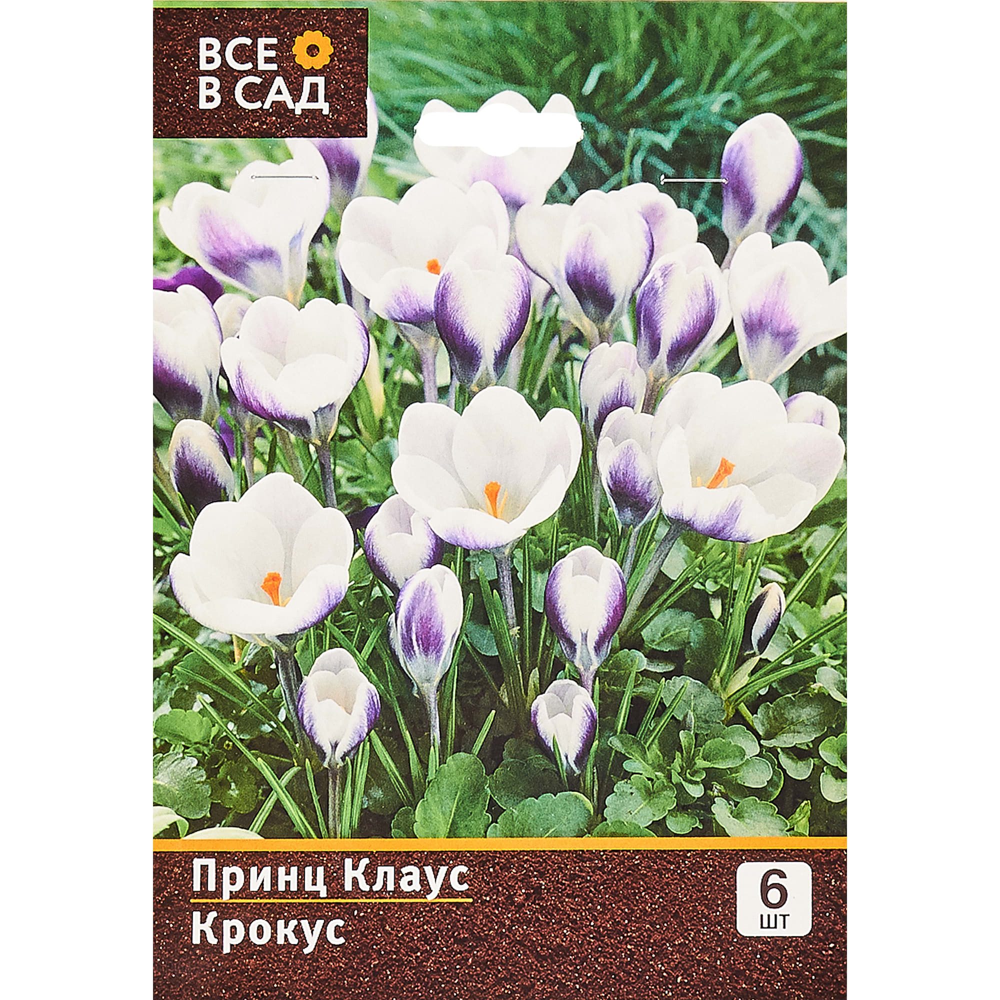 16395473 Крокус «Принц Клаус» Santreyd 