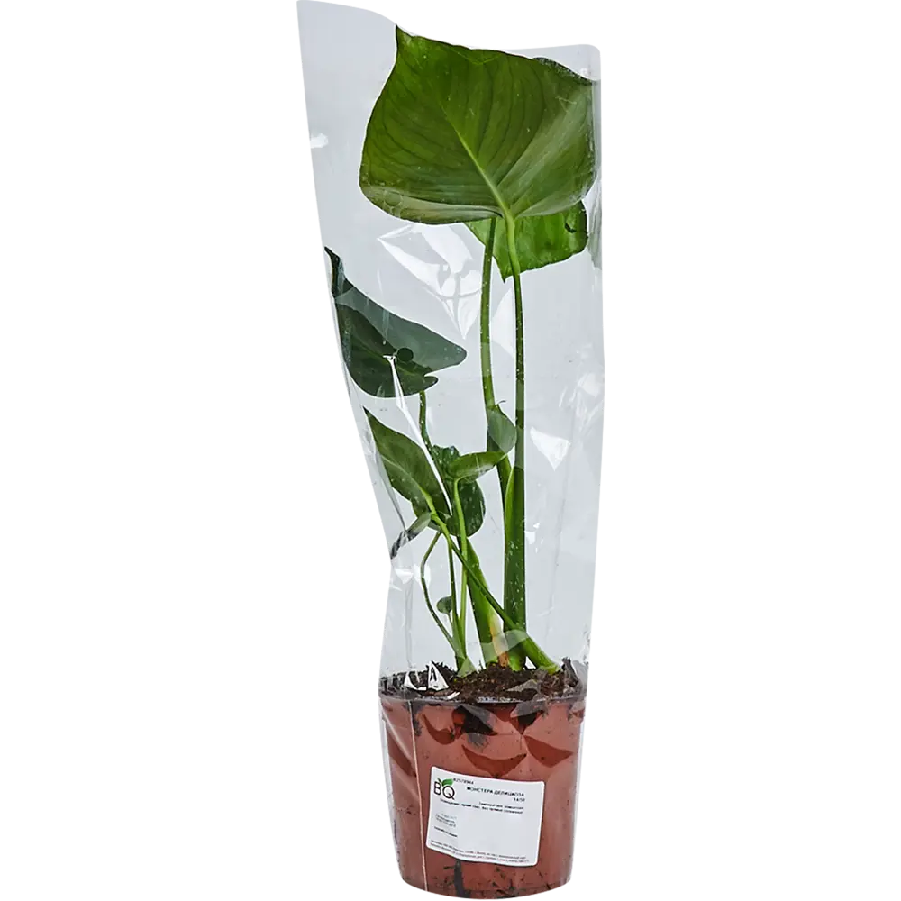 Santreyd Монстера делициоза — тропический акцент для интерьера 82578944 STLM-0030498 - Вид №3