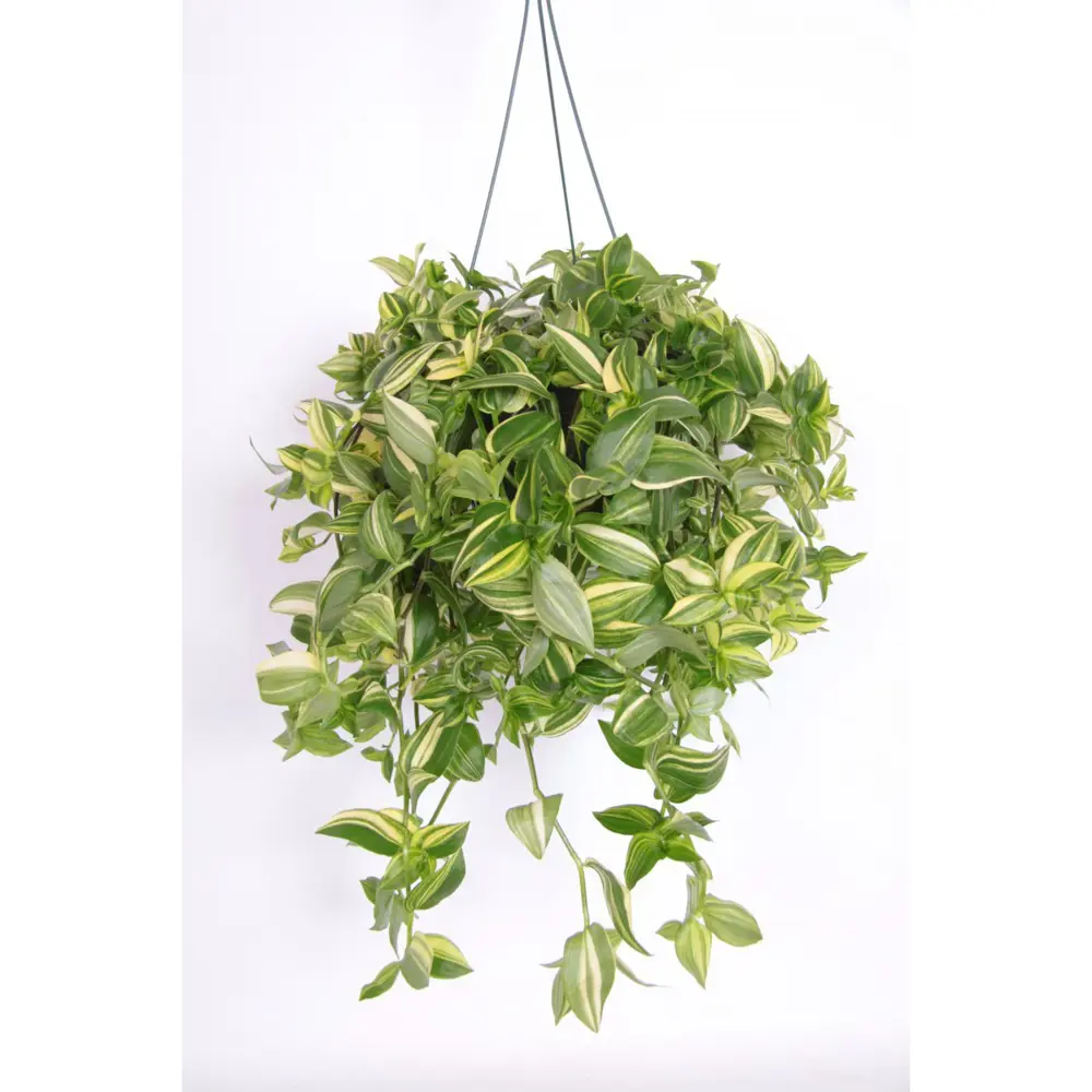 Традесканция Еллоу Хилл — декоративное растение с полосатыми листьями 89394870 Santreyd STLM-1585268