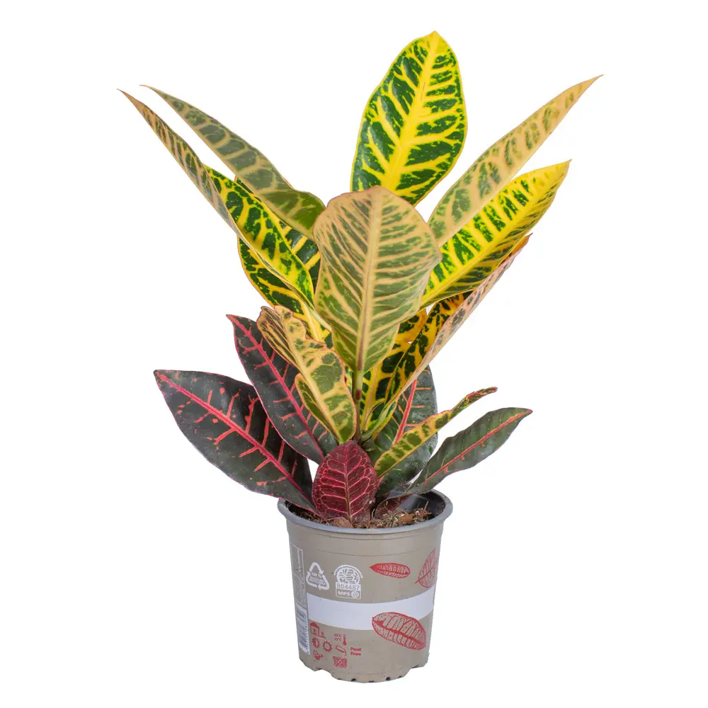 Santreyd Кротон микс — яркое комнатное растение с декоративными листьями 85324998 STLM-0061549
