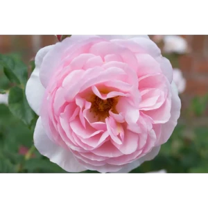 PLANTMARKET Роза парковая Херитедж - нежно-розовая красота для вашего сада 84827436