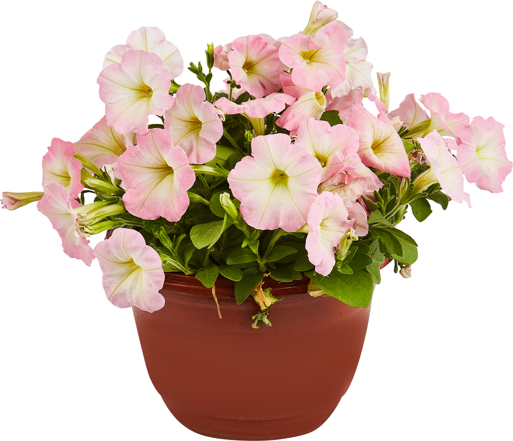 Ампельная петуния Santreyd - разноцветный каскад для кашпо и вазонов 84299080