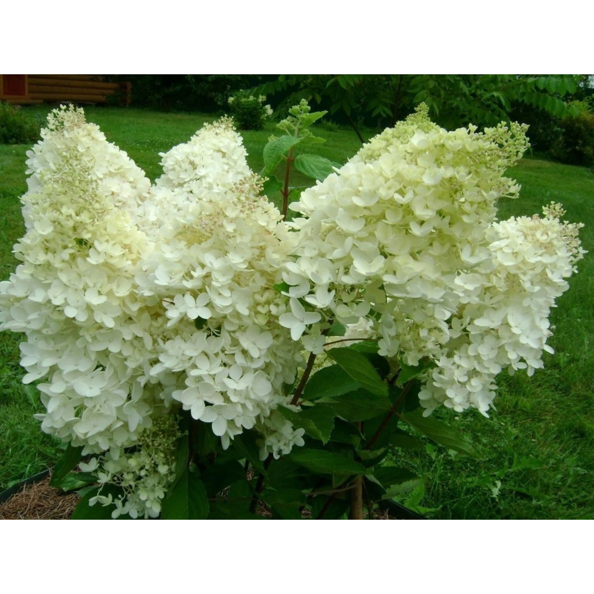 82594841 Гортензия метельчатая «грандифлора» 15x20 см Santreyd  - Вид №3