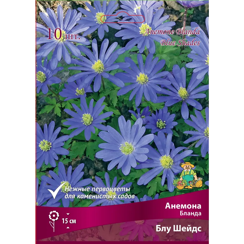 Анемона Бланда Блу Шейдс от ПОИСК - сине-фиолетовый ковер для сада 89381282 STLM-1338016 - Вид №1
