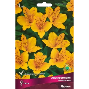 Альстремерия Лютея 86410117 STLM-2153018