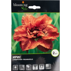 Ирис сибирский «Ригамароле» 82539351 STLM-2186252