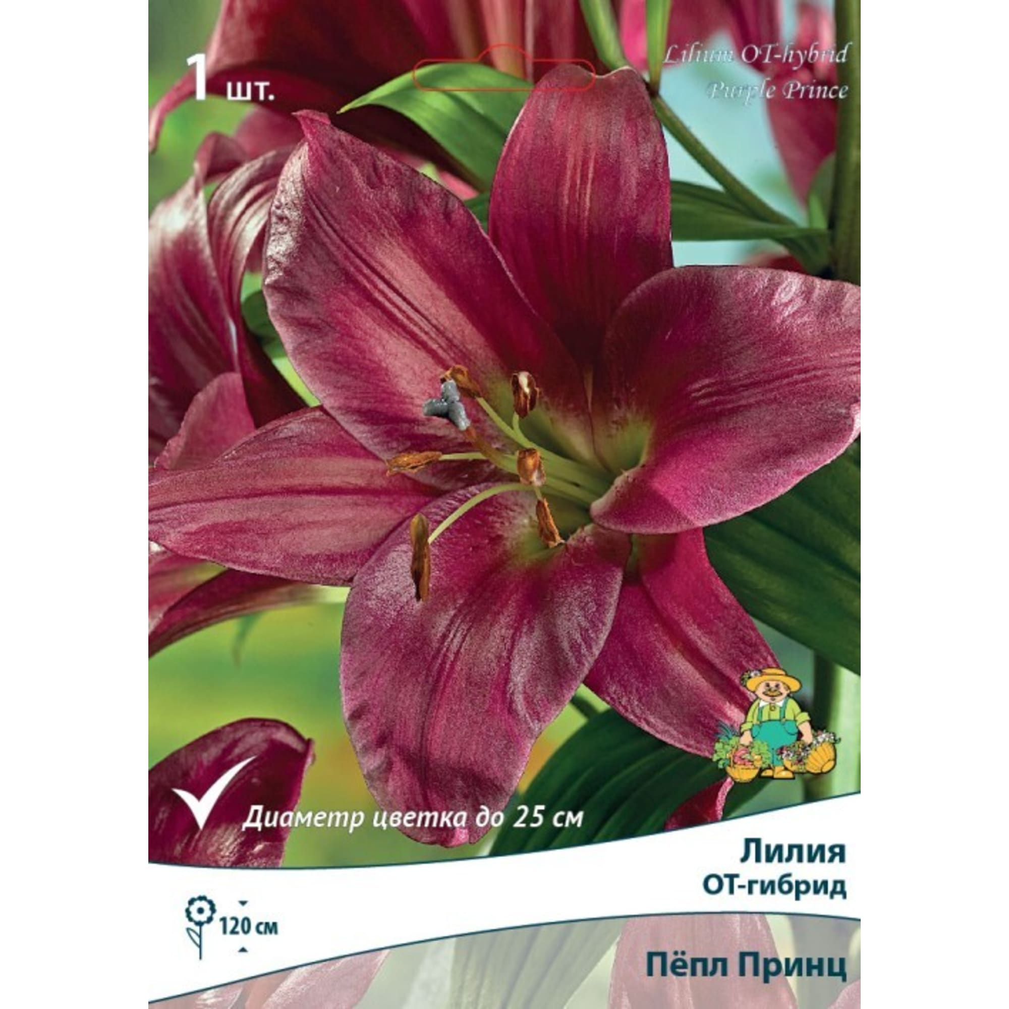 83597459 Лилия ОТ-гибрид Пёпл Принц луковица 12/14 Santreyd 