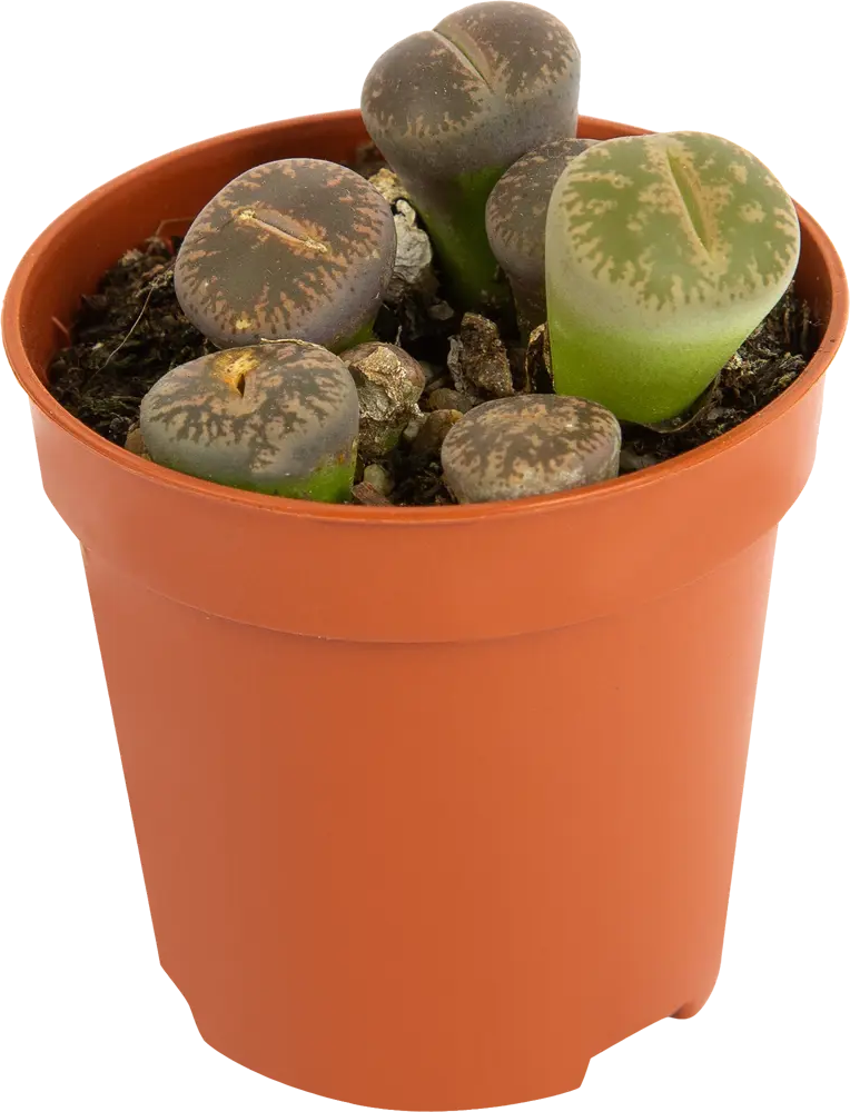 Santreyd Литопс — живой камень для интерьера 82580123